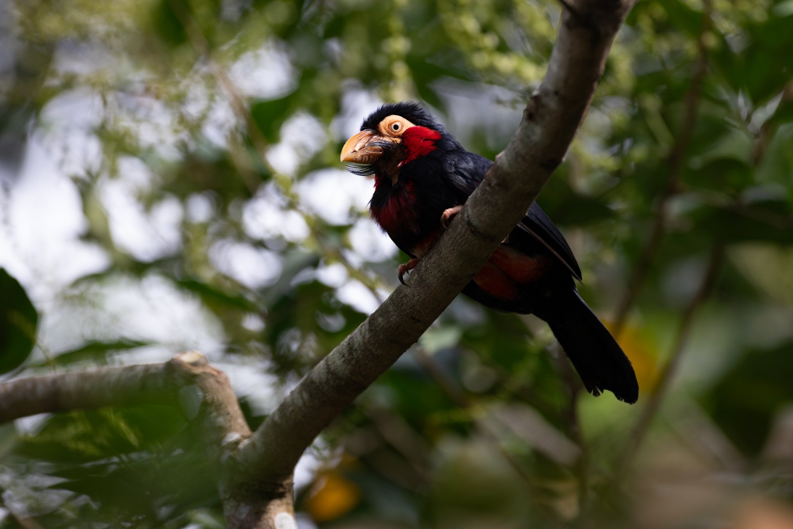 Bearded Barbet (Pogonornis dubius) - Heart of Africa