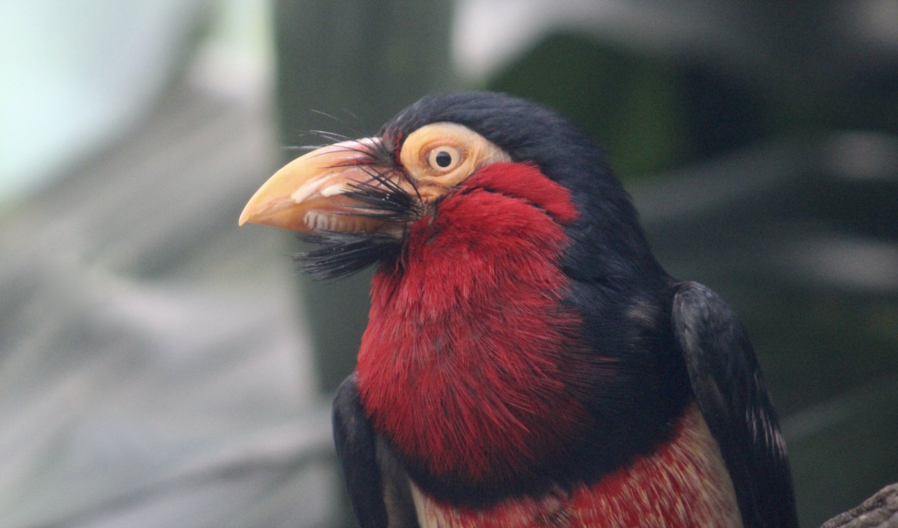 Bearded Barbet (Pogonornis dubius)