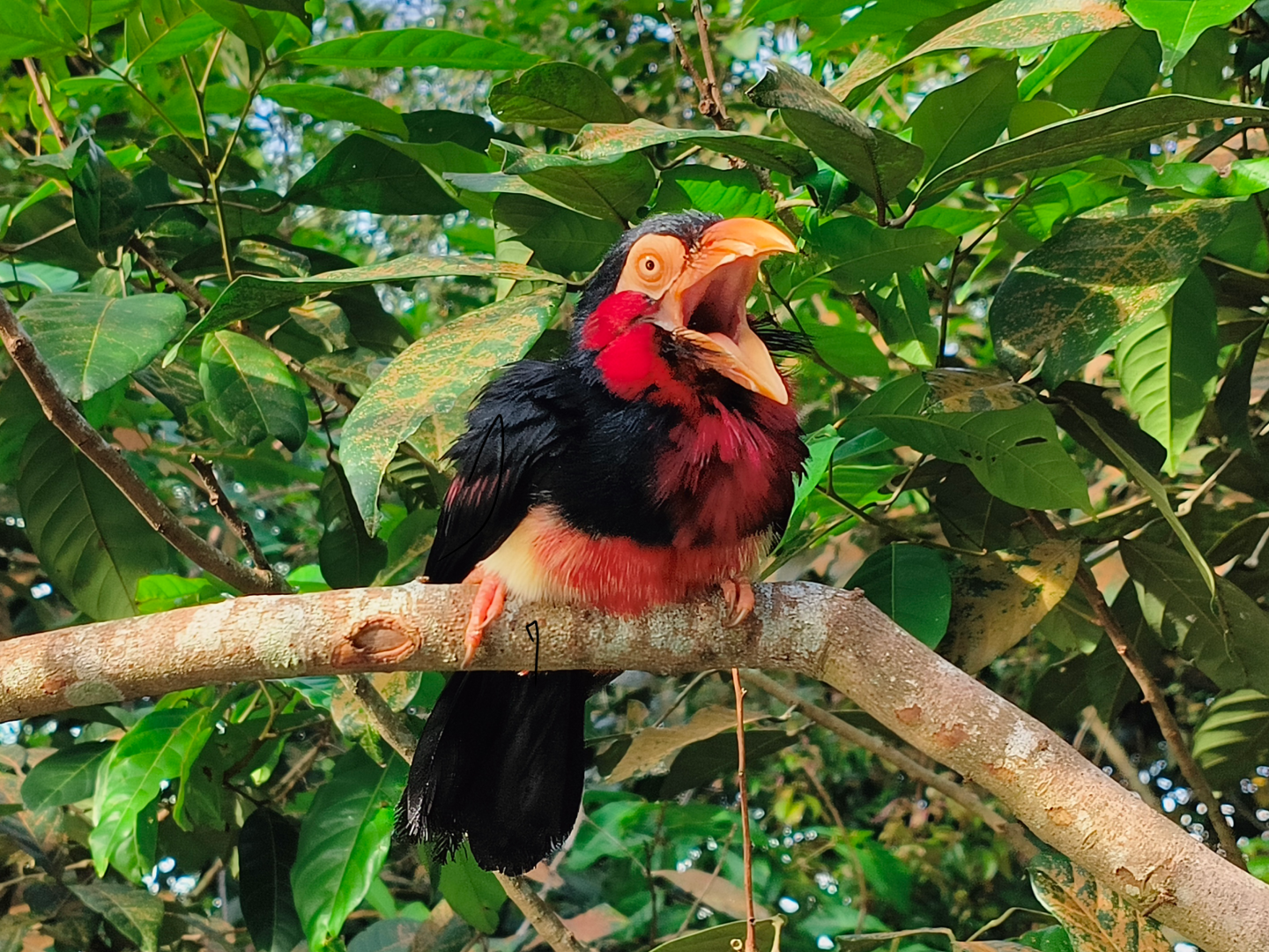 Bearded Barbet (Pogonornis dubius)