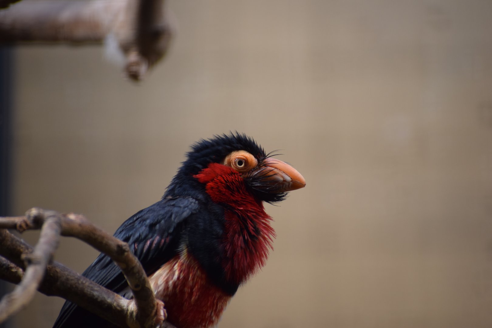 Bearded Barbet (Pogonornis dubius)