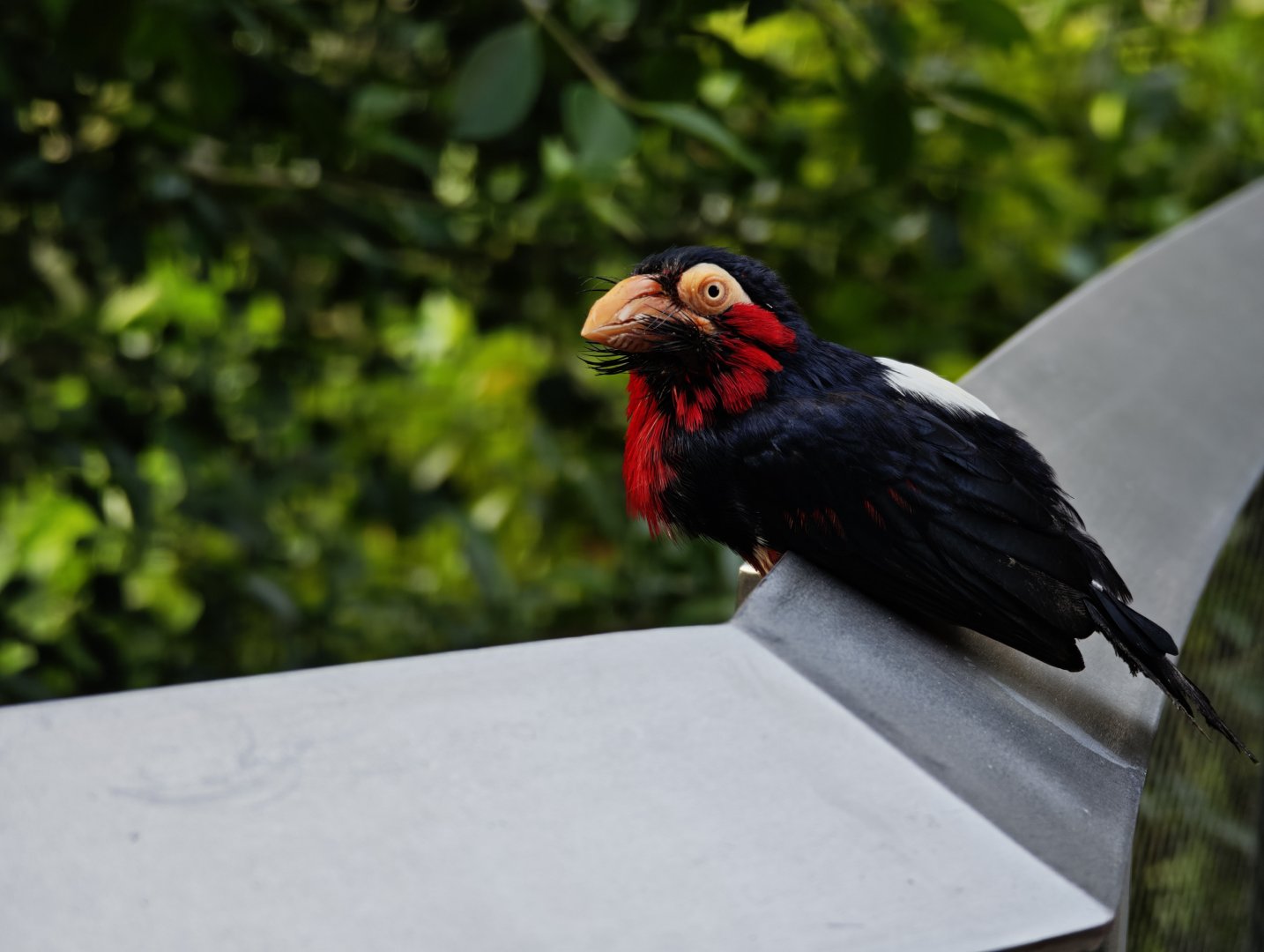 Bearded Barbet (Pogonornis dubius)