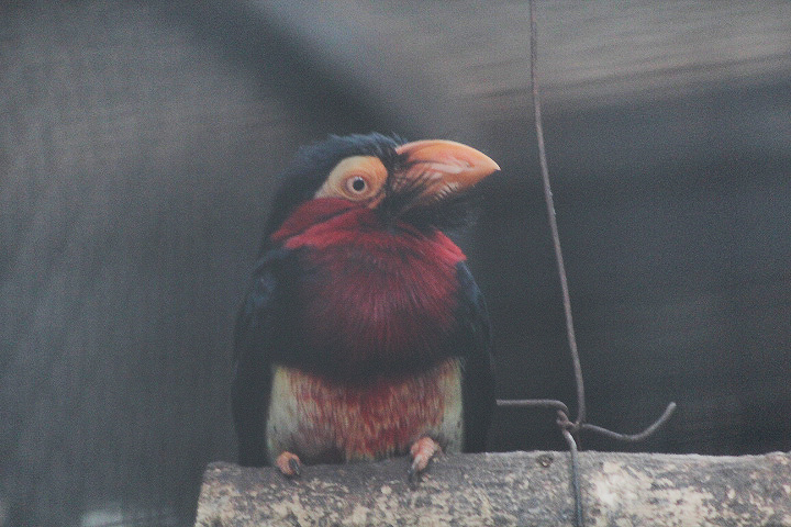 Bearded barbet (Pogonornis dubius)