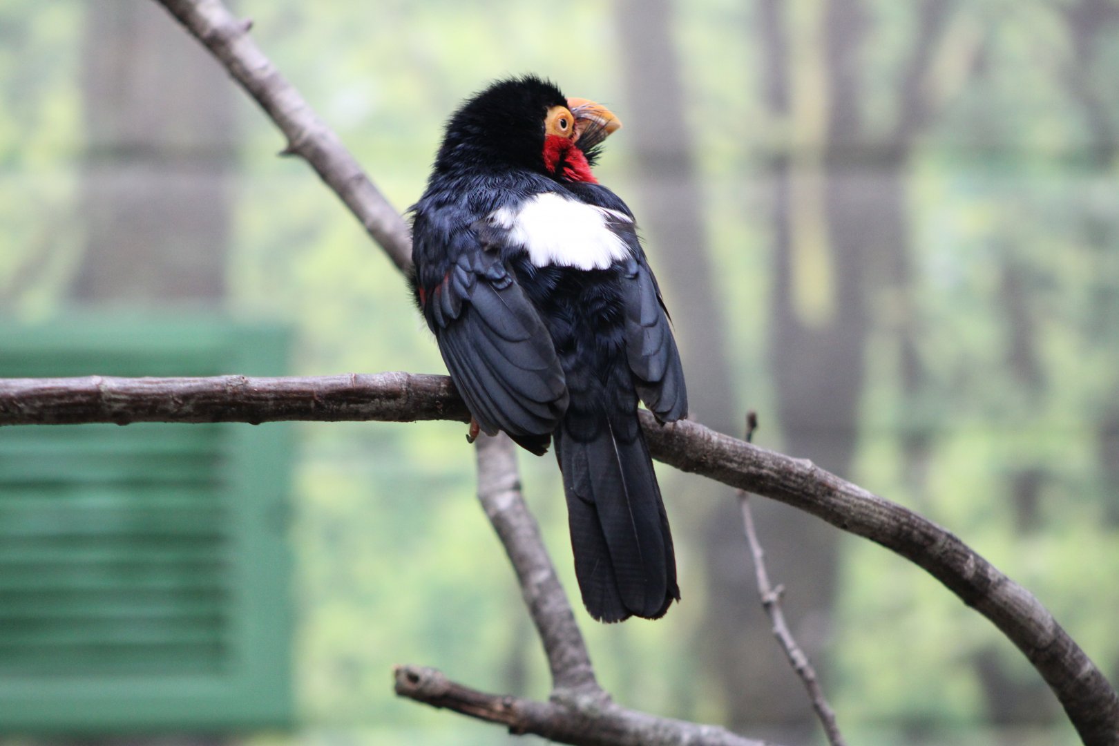 Bearded Barbet (Pogonornis dubius)