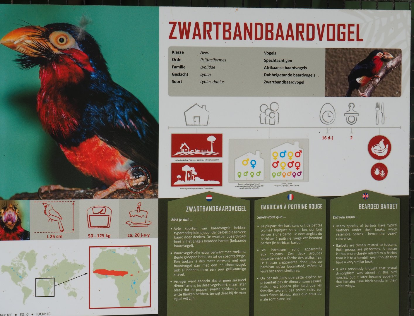 Bearded barbet signage, 2019-08-04