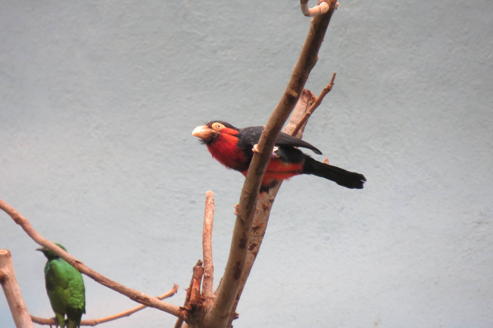 Bearded Barbet - World of Birds 031215