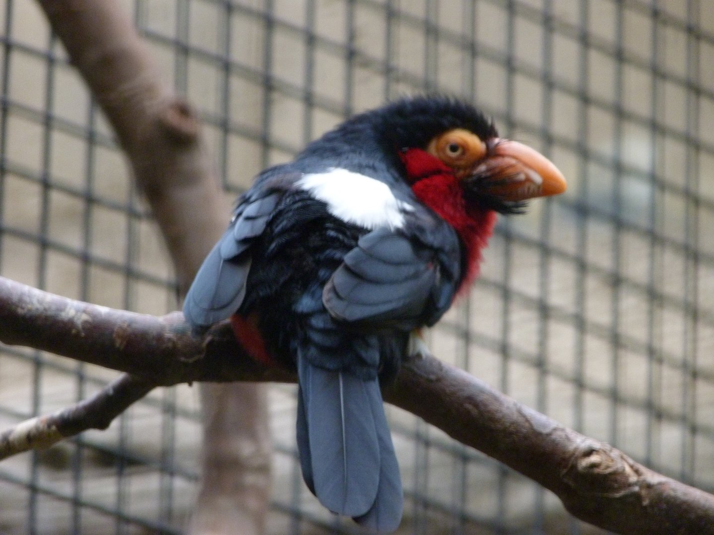 Bearded barbet -Zoologischer Garten Berlin (2024)