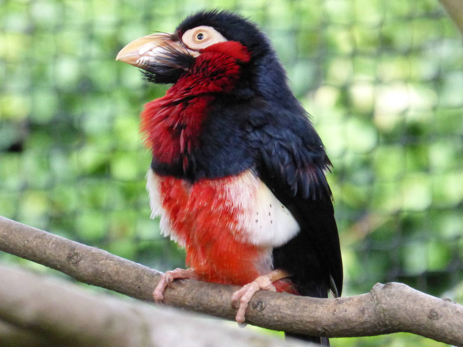 Bearded Barbet