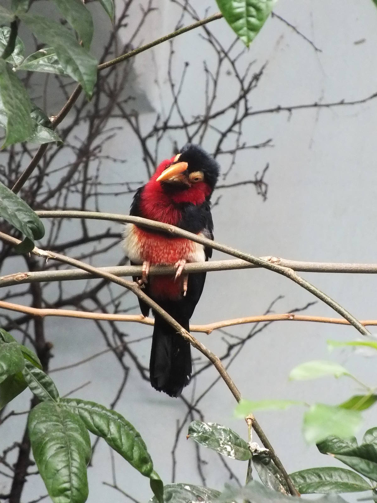 Bearded Barbet