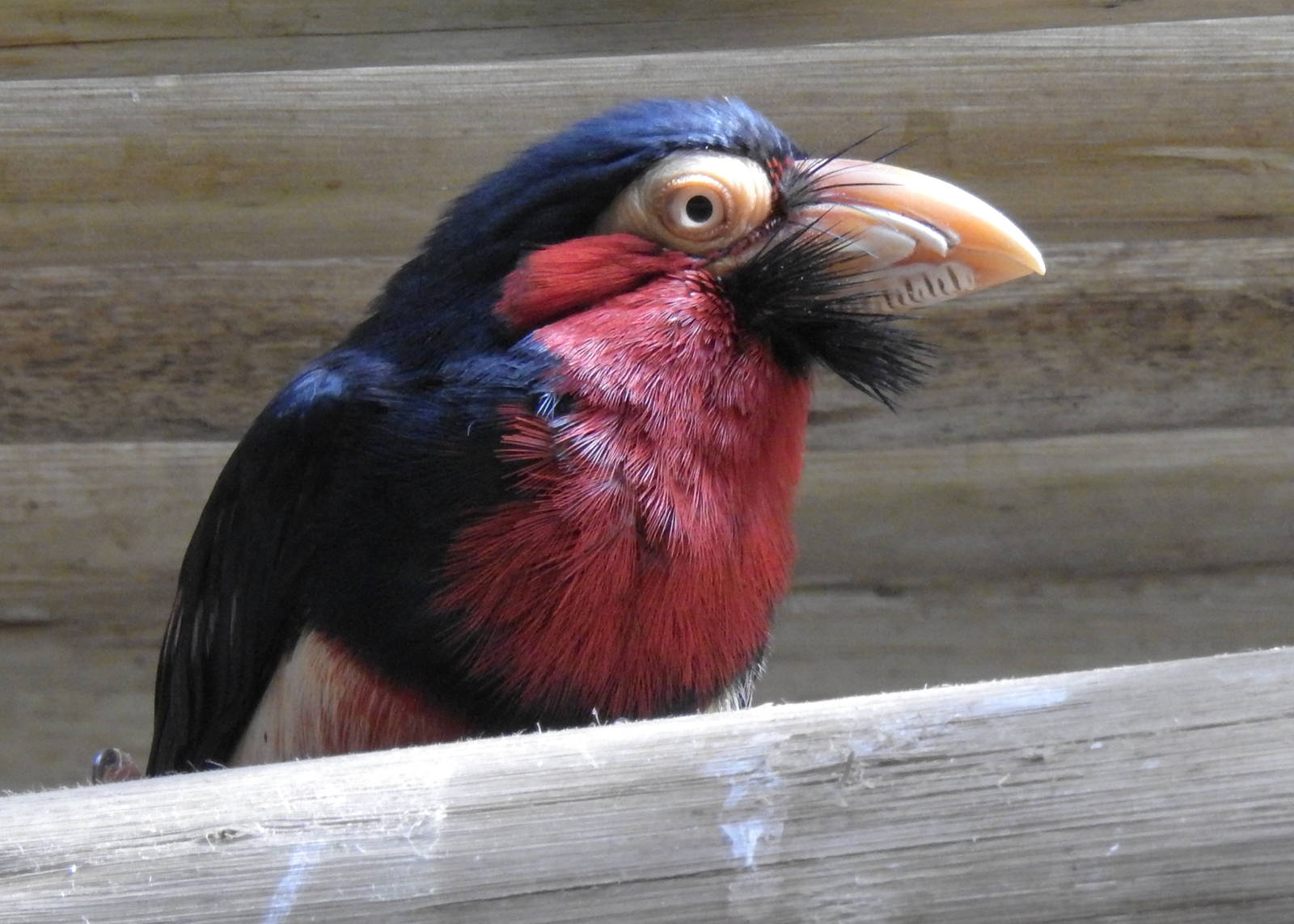 Bearded Barbet