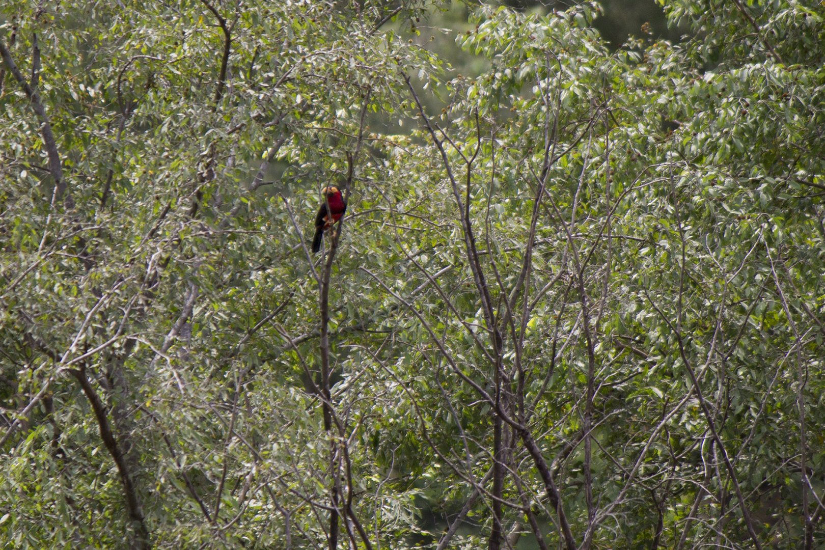 Bearded barbet