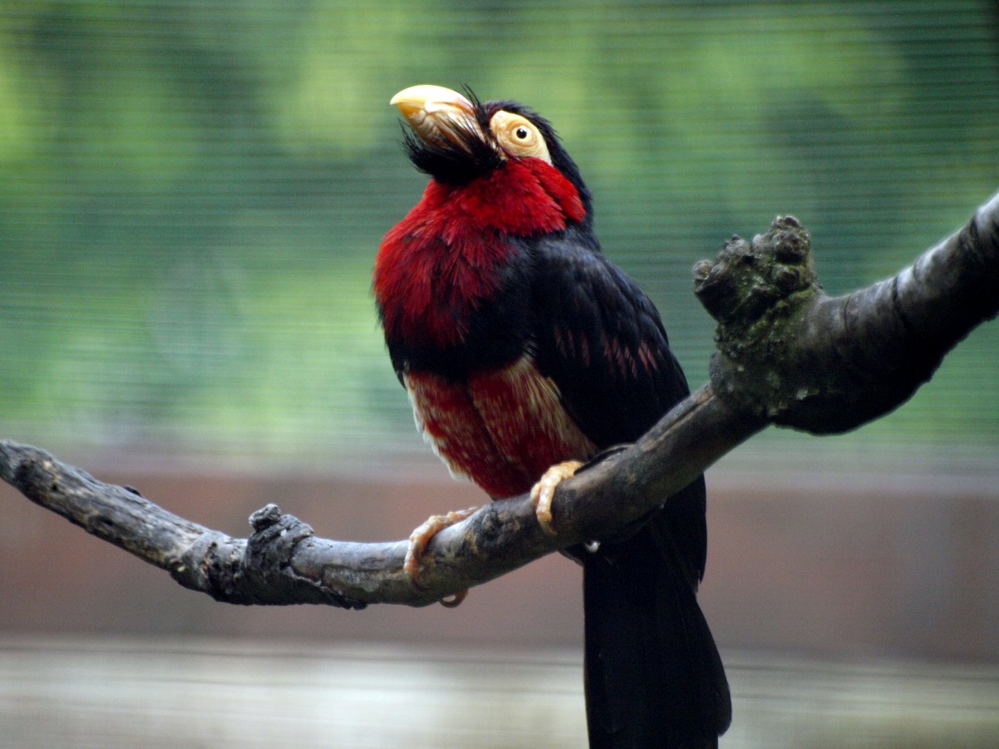 Bearded barbet