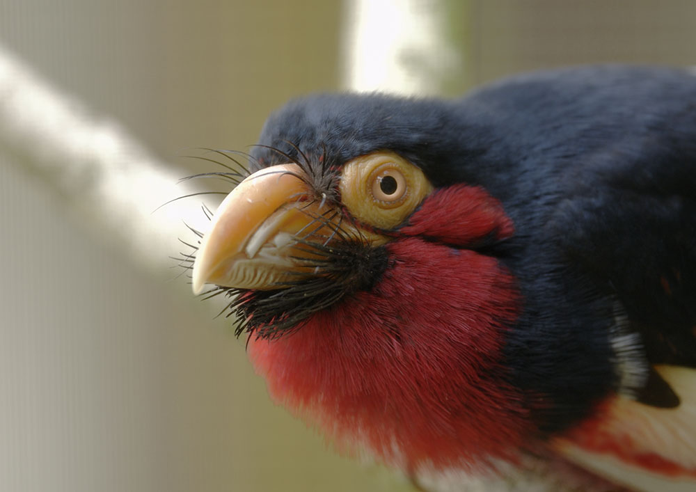 Bearded barbet