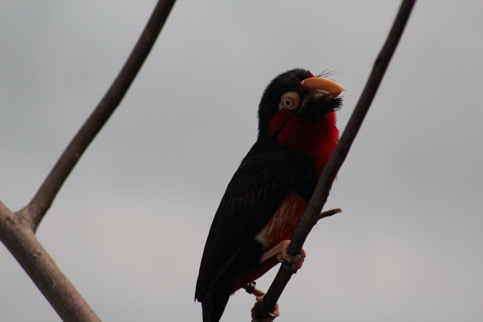 Bearded Barbet