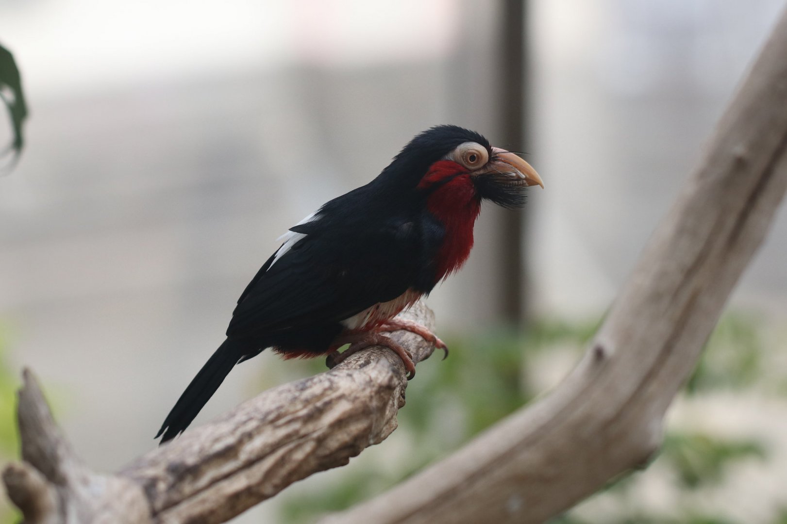 Bearded barbet