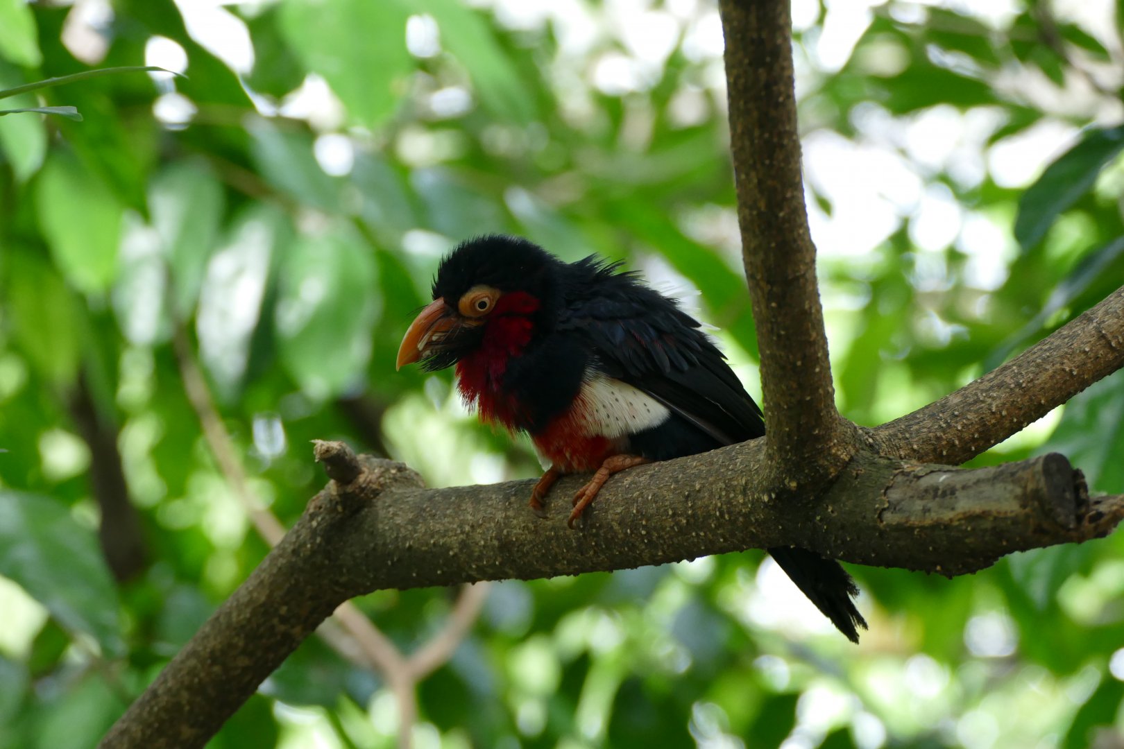 Bearded barbet