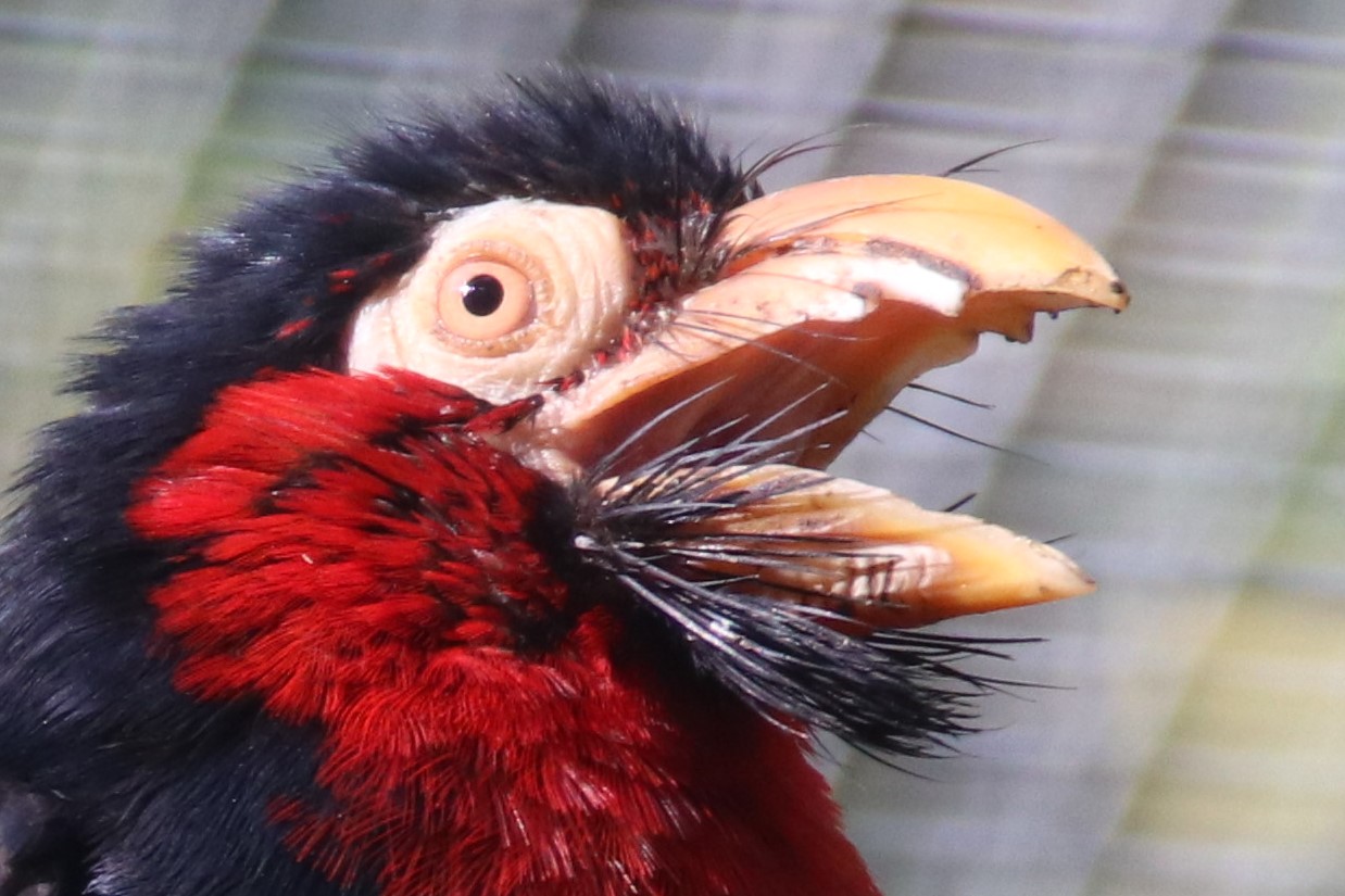Bearded barbet