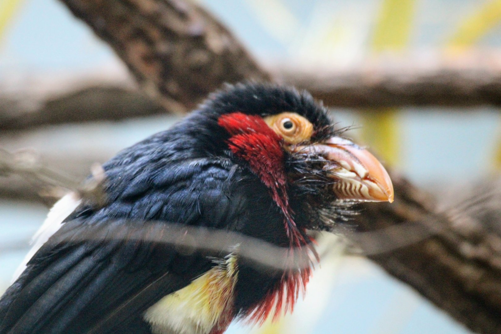 Bearded Barbet