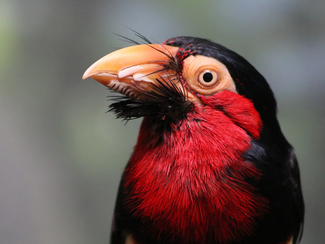 Bearded Barbet