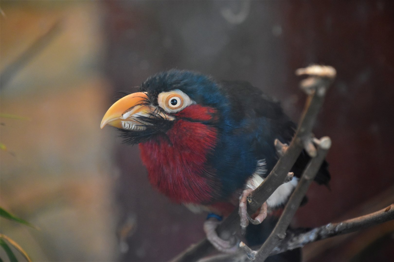 Bearded barbet