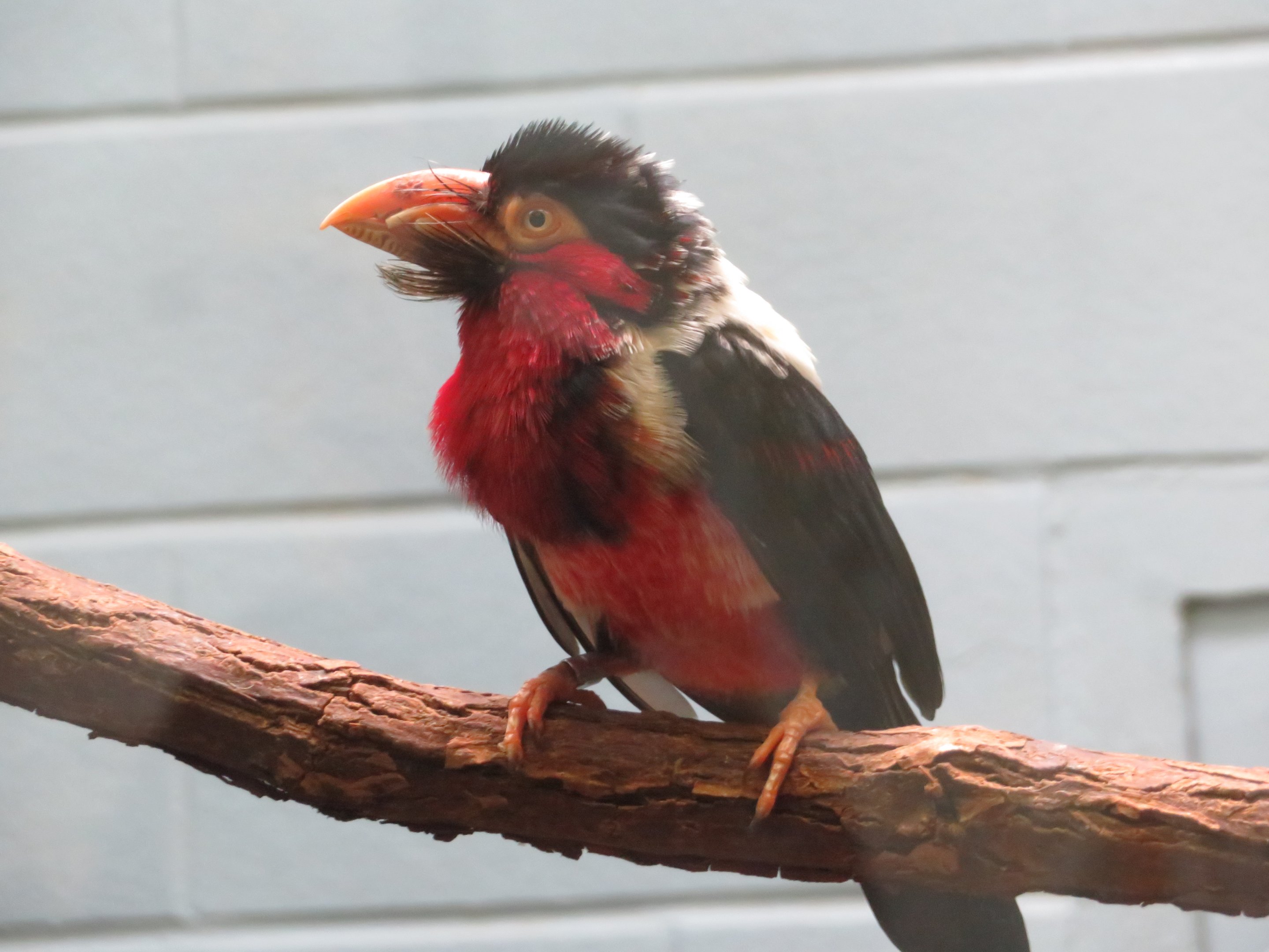 Bearded Barbet