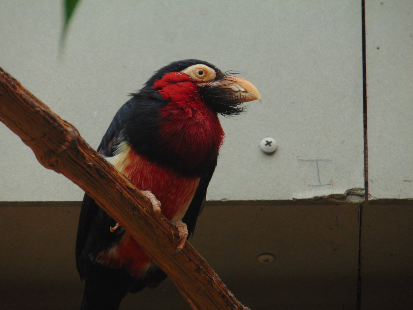 Bearded Barbet