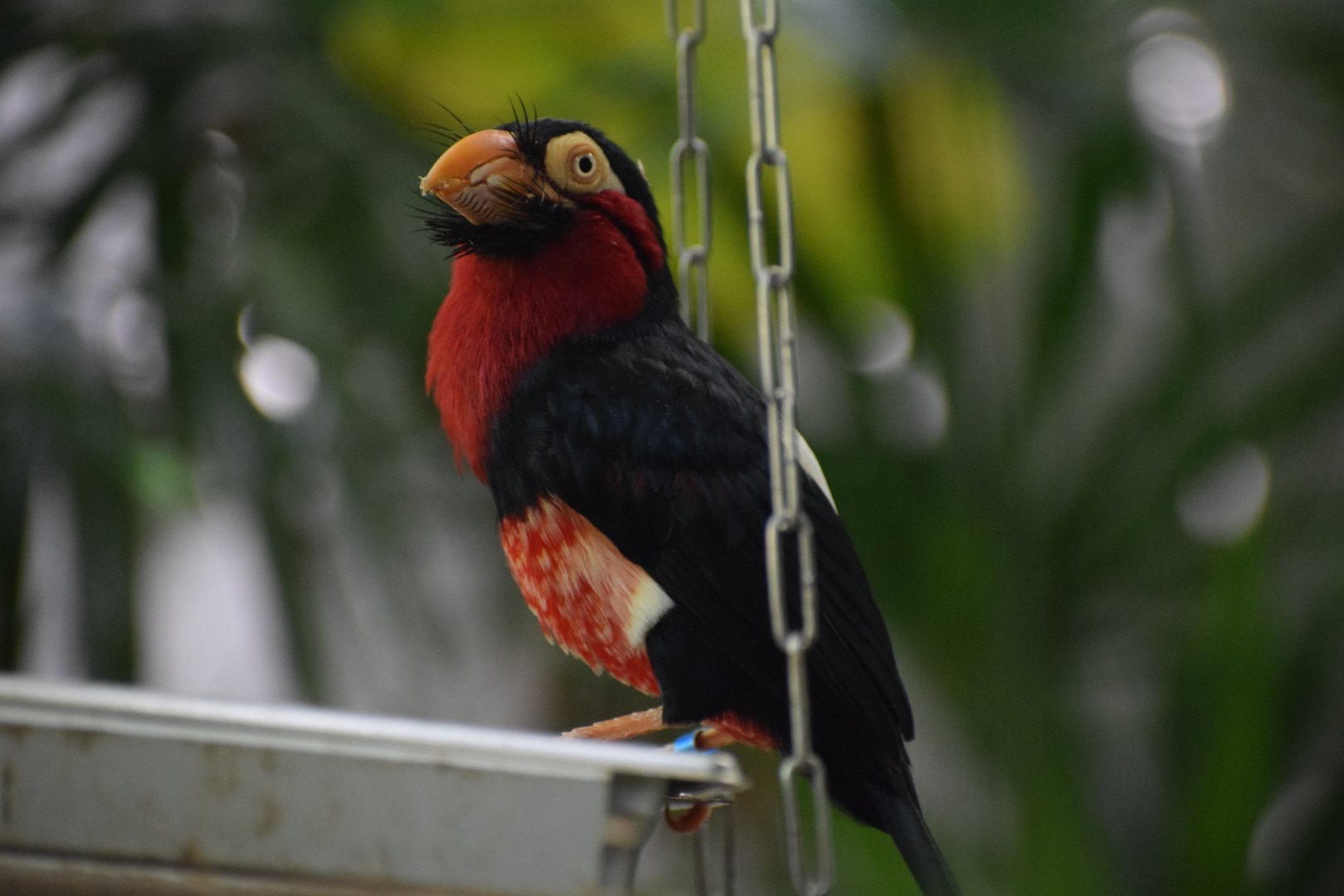 Bearded barbet