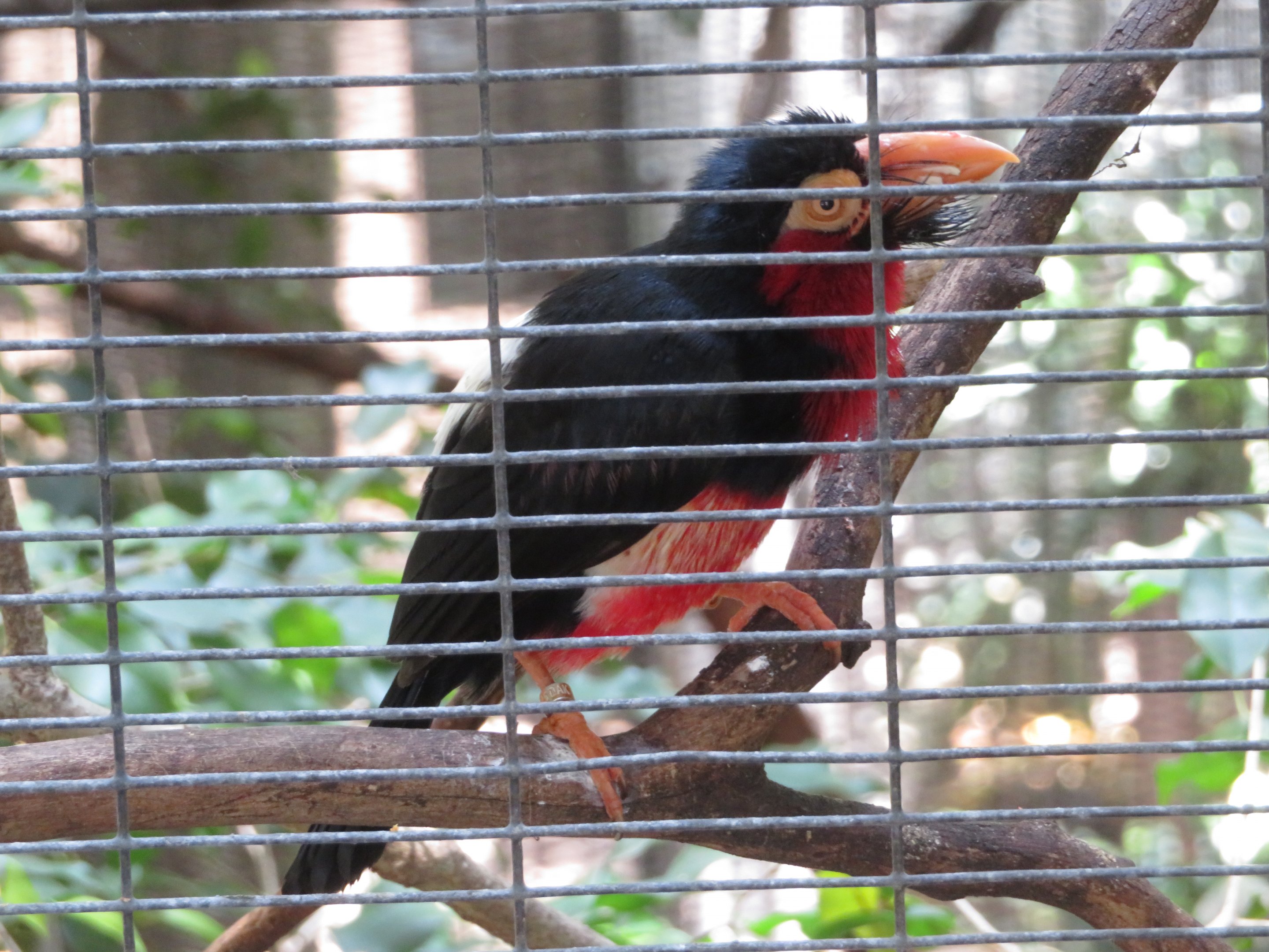 Bearded Barbet