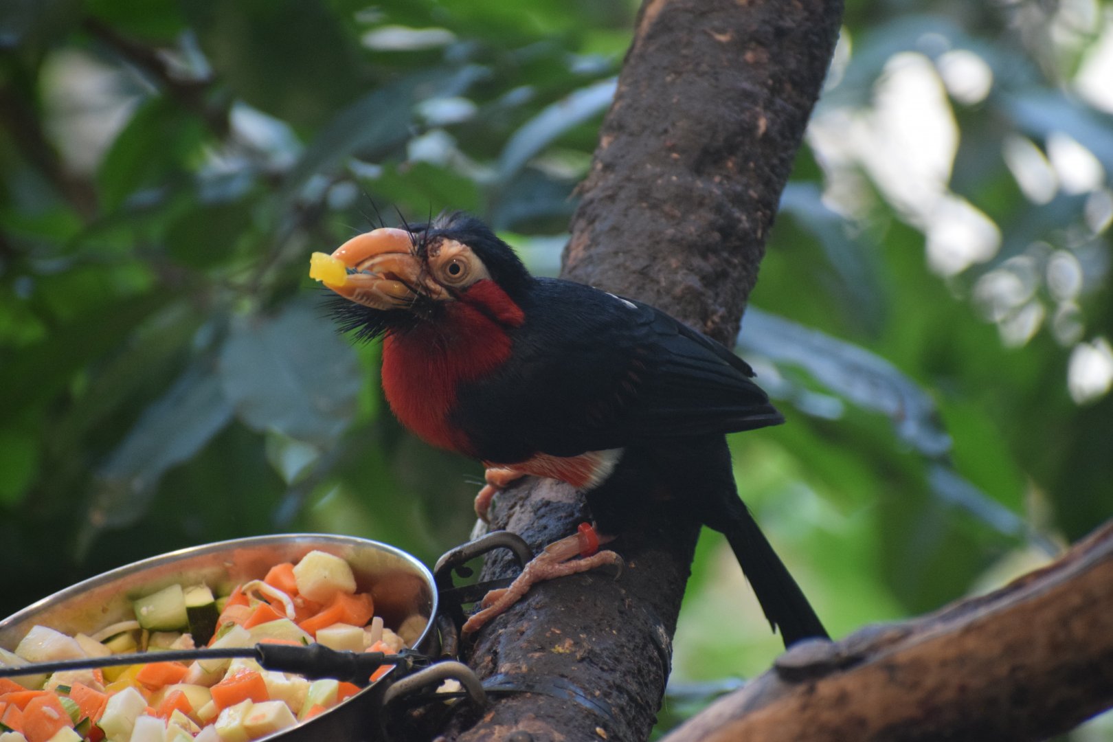 Bearded barbet