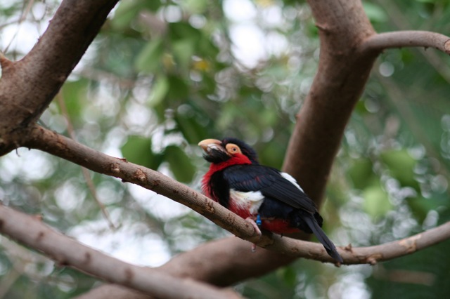 Bearded Barbet