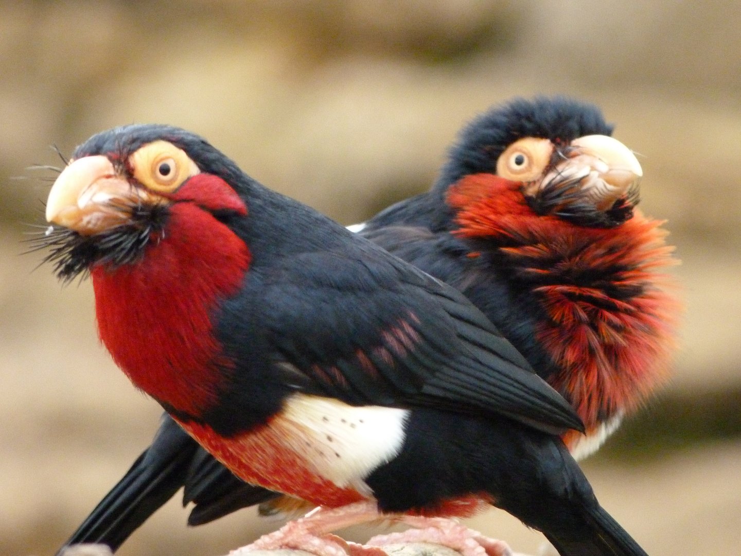 Bearded barbets -Bioparc de Doué la Fontaine (2025)