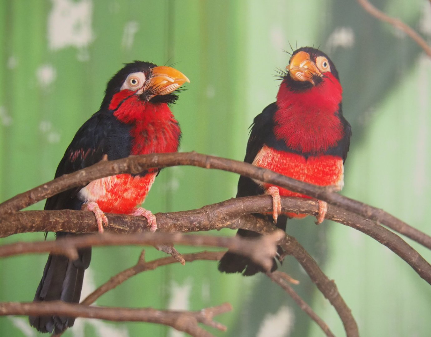 Bearded barbets (Lybius dubius), 2019-08-04