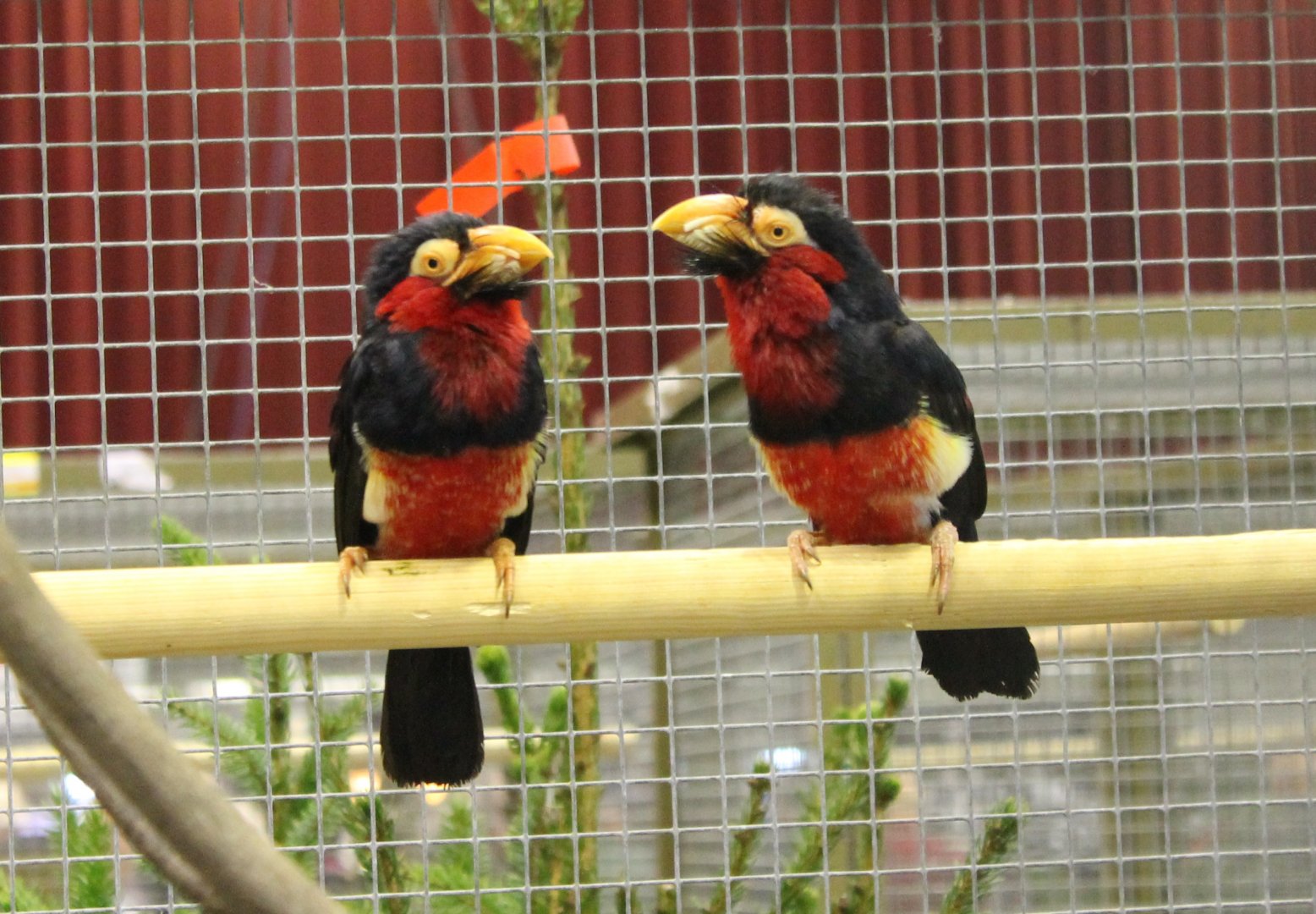 Bearded barbets