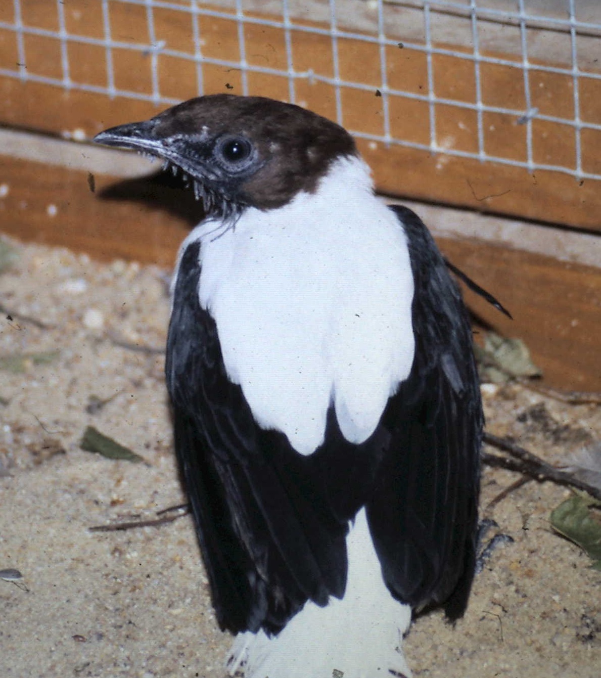 bearded bellbird male