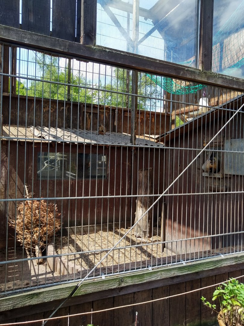 Bearded capuchin enclosure