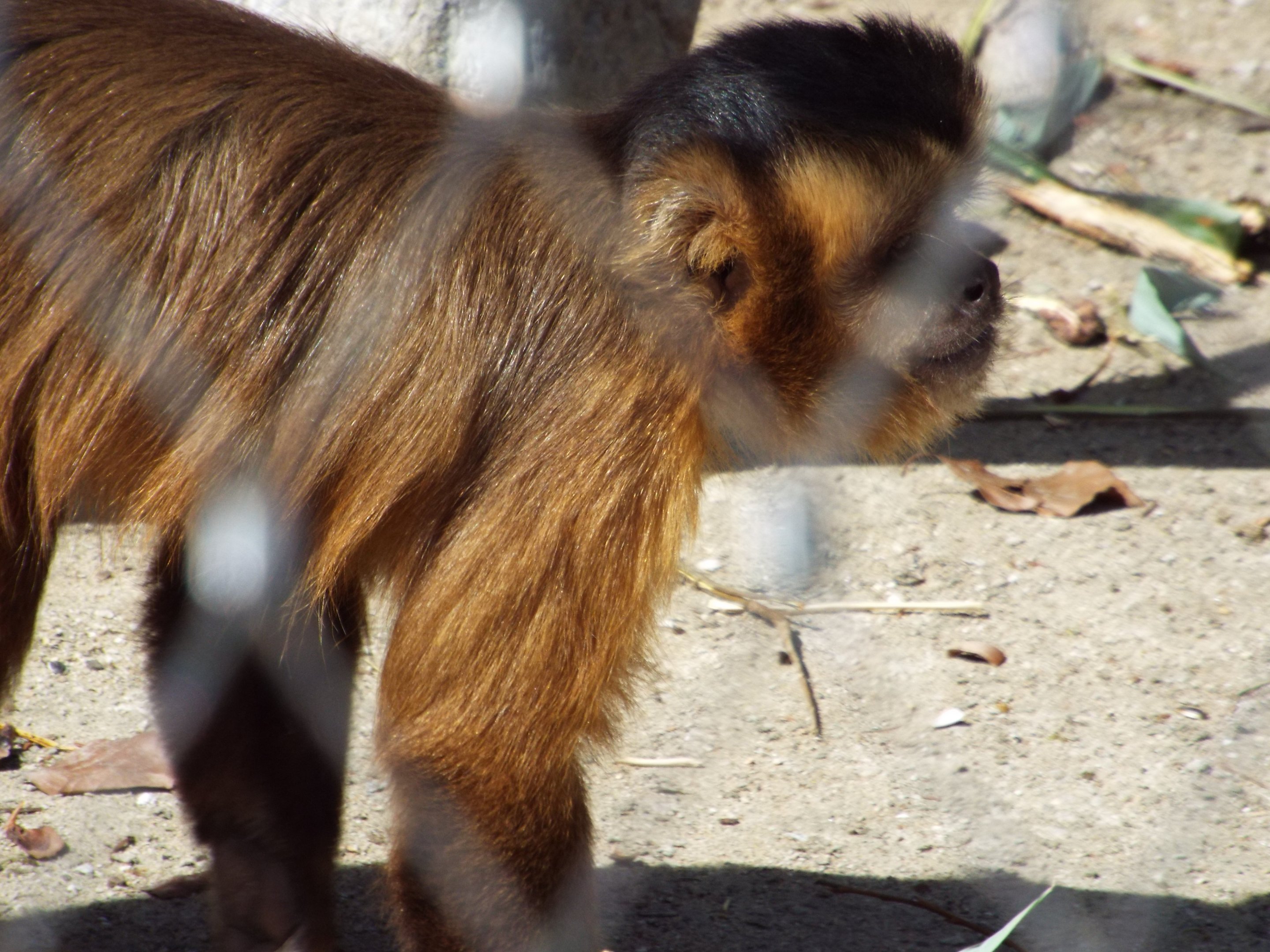 Bearded Capuchin (Sapajus libidinosus) at Zoo Augsburg - 15 April 2015