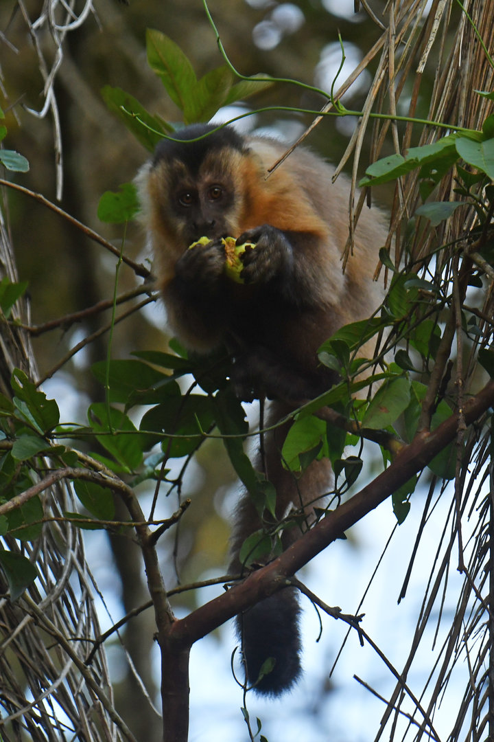 Bearded Capuchin Sapajus libidinosus