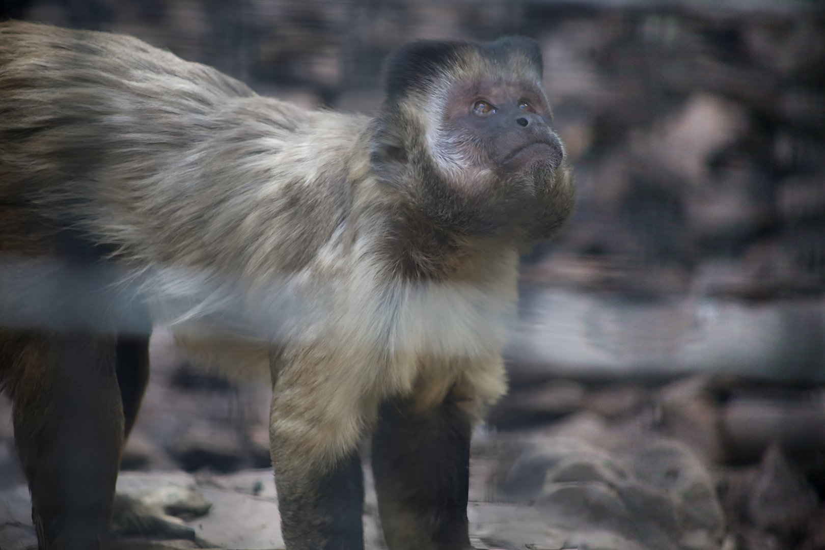 Bearded Capuchin (Sapajus libidinosus)