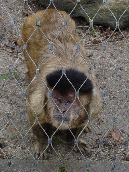 Bearded capuchin (Sapajus libidinosus)