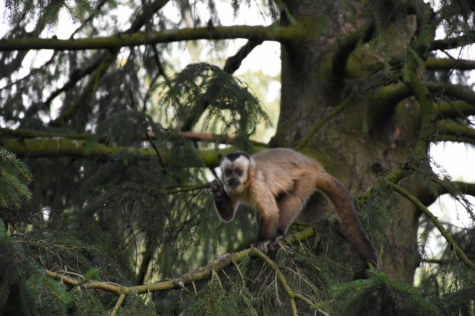 Bearded capuchin