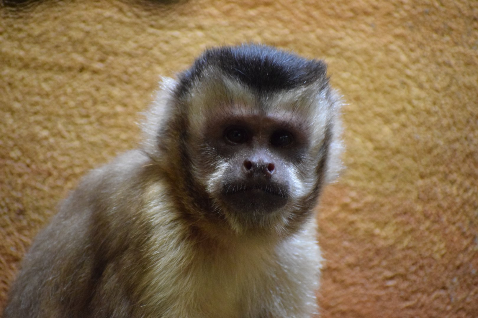 Bearded capuchin