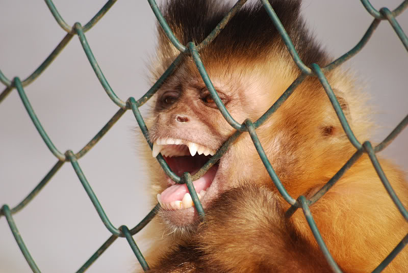 Bearded capuchin