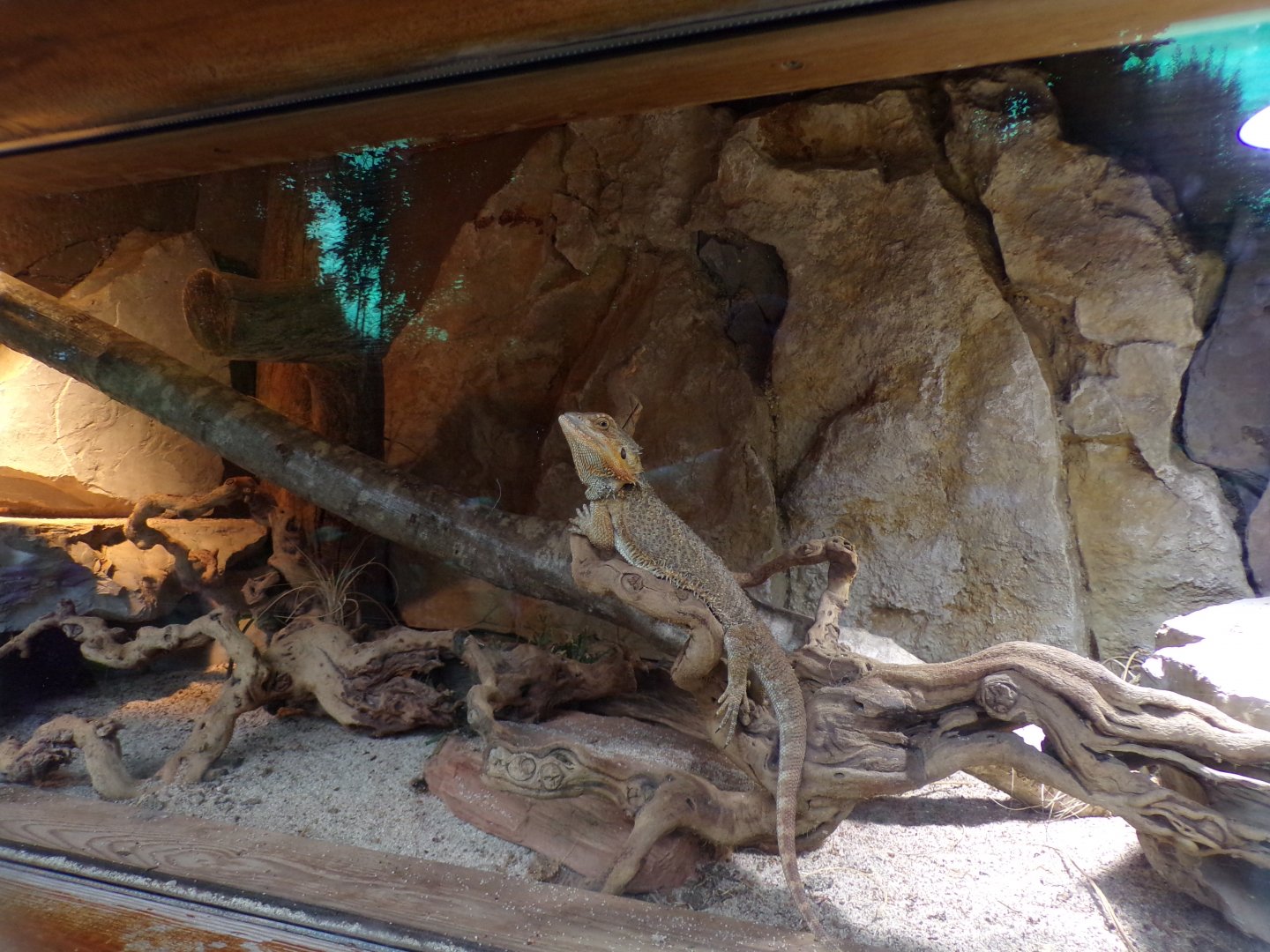 Bearded dragon 13.7.25