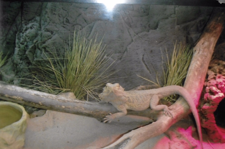 bearded dragon 2010