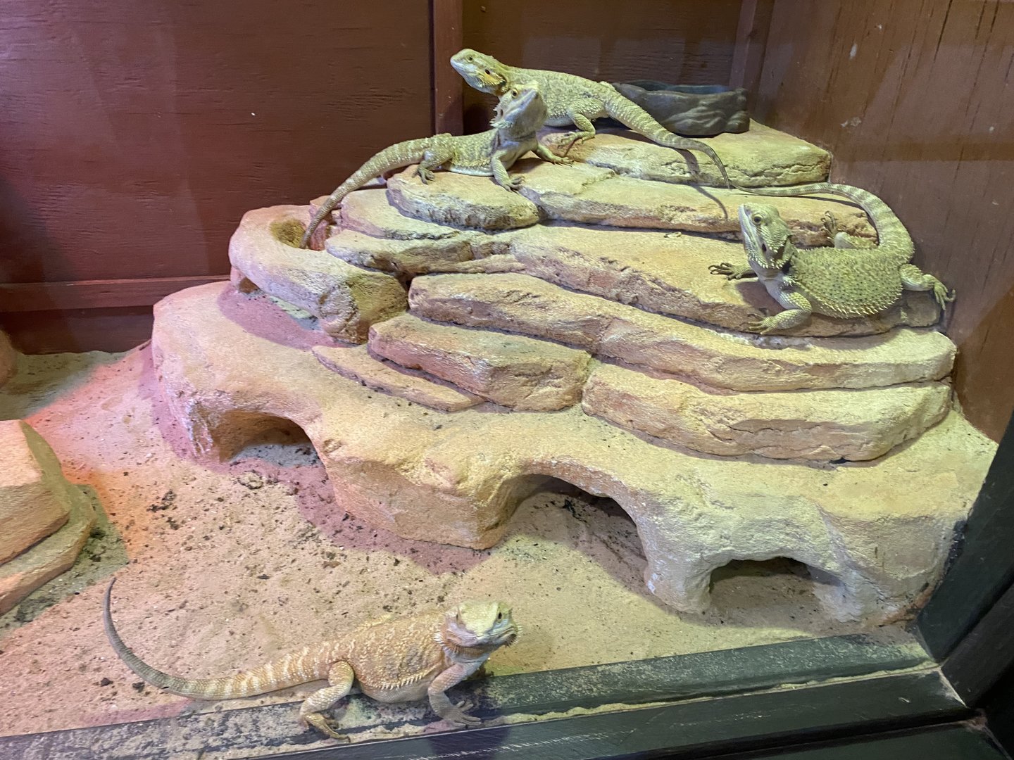 Bearded Dragon - 6/22/2023