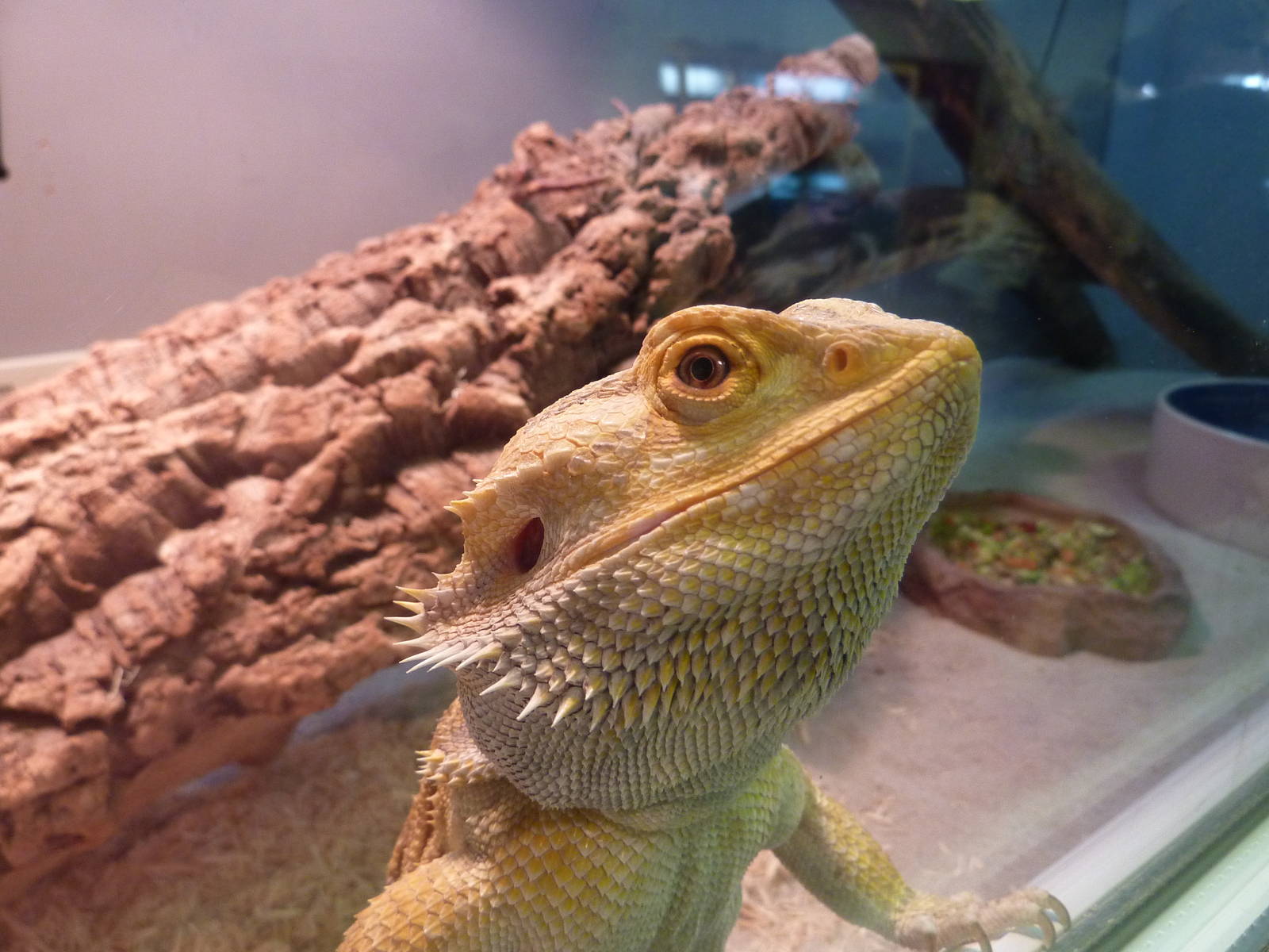 Bearded dragon, 6th November 2012.