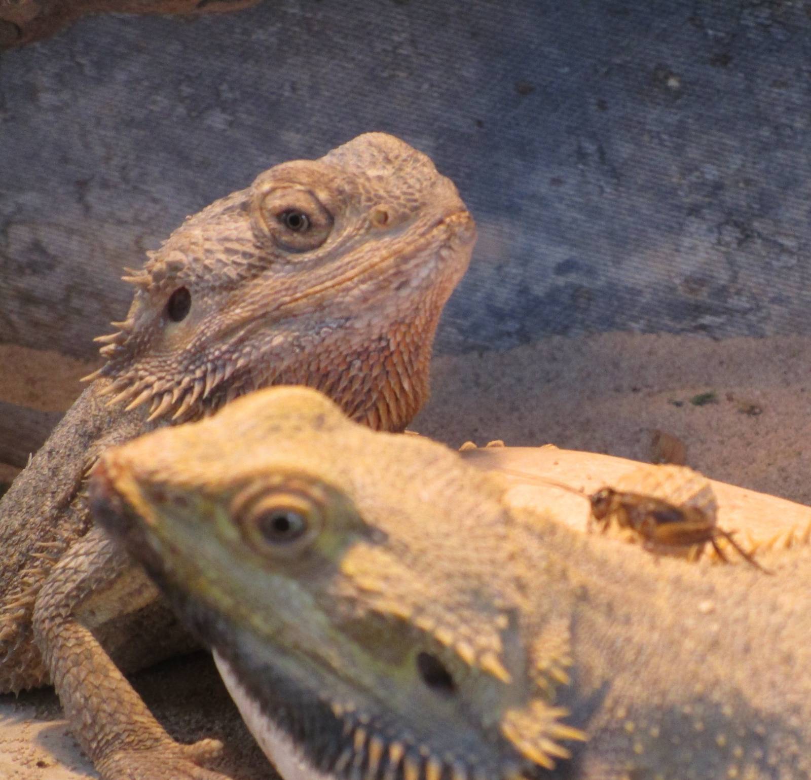 Bearded Dragon (and dinner)