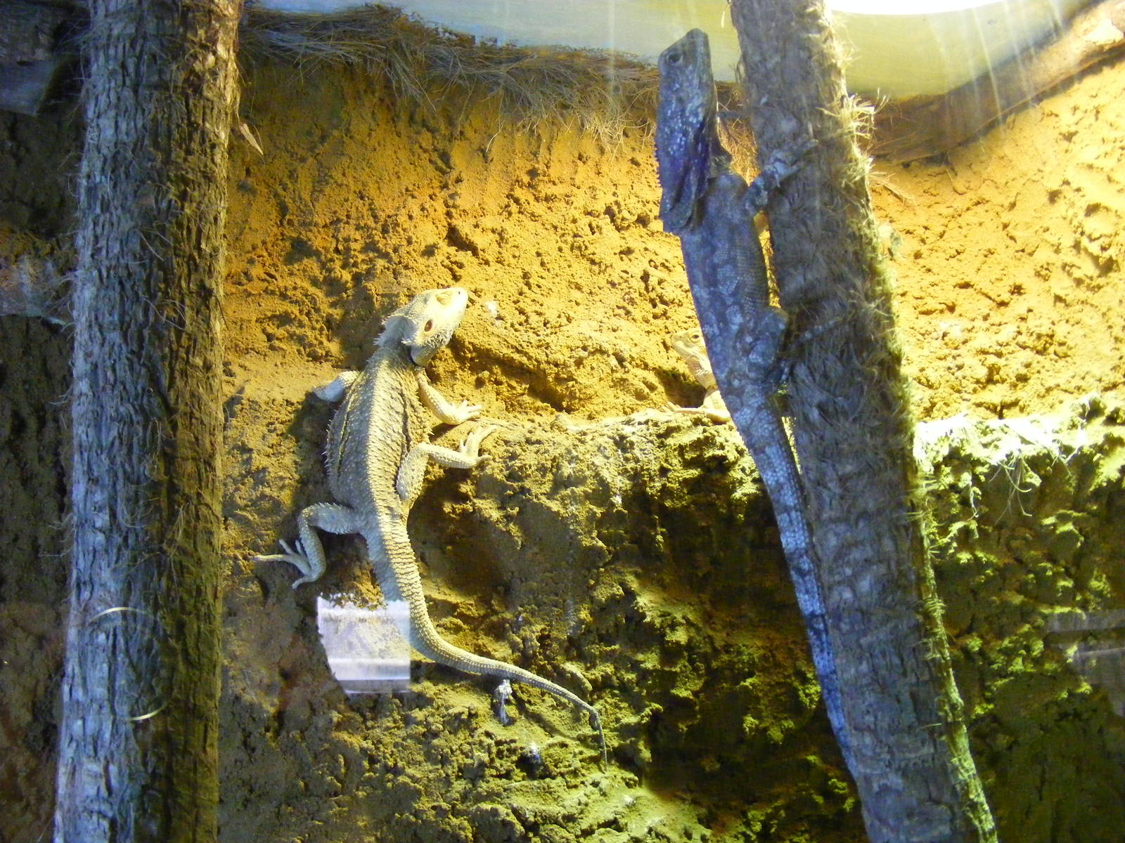 Bearded dragon and frilled dragon at Wingham Wildlife Park, 2 April 2010