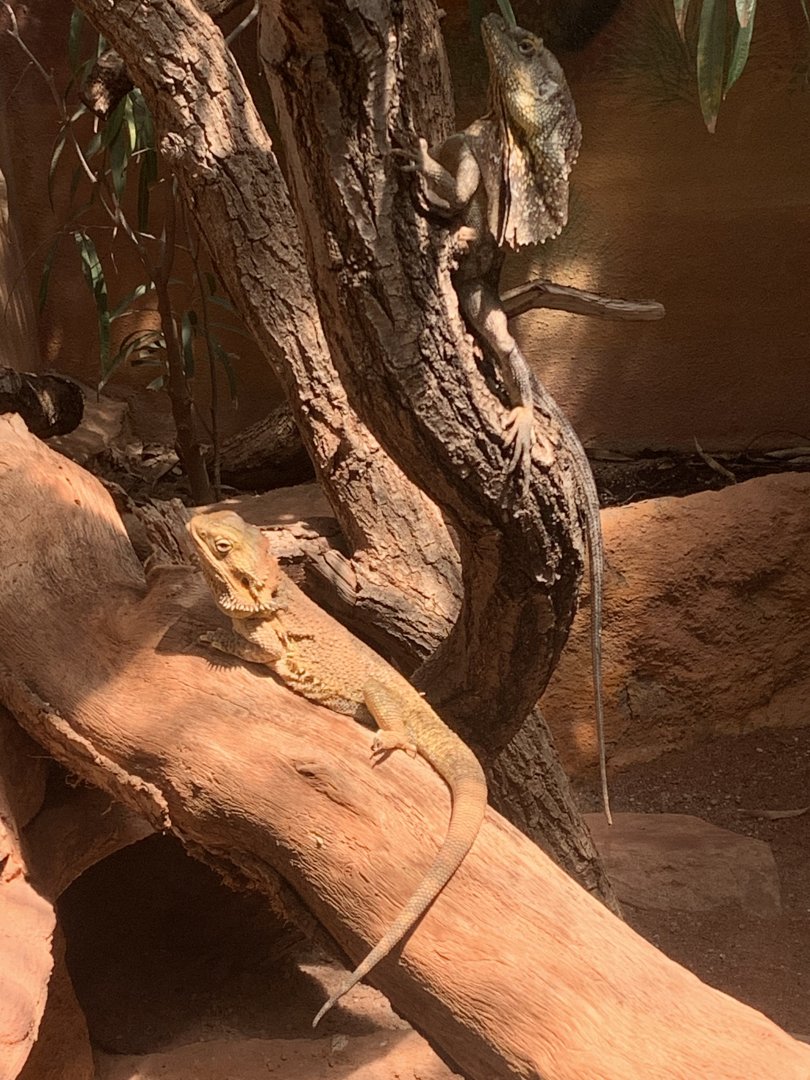 Bearded dragon and frilled lizard