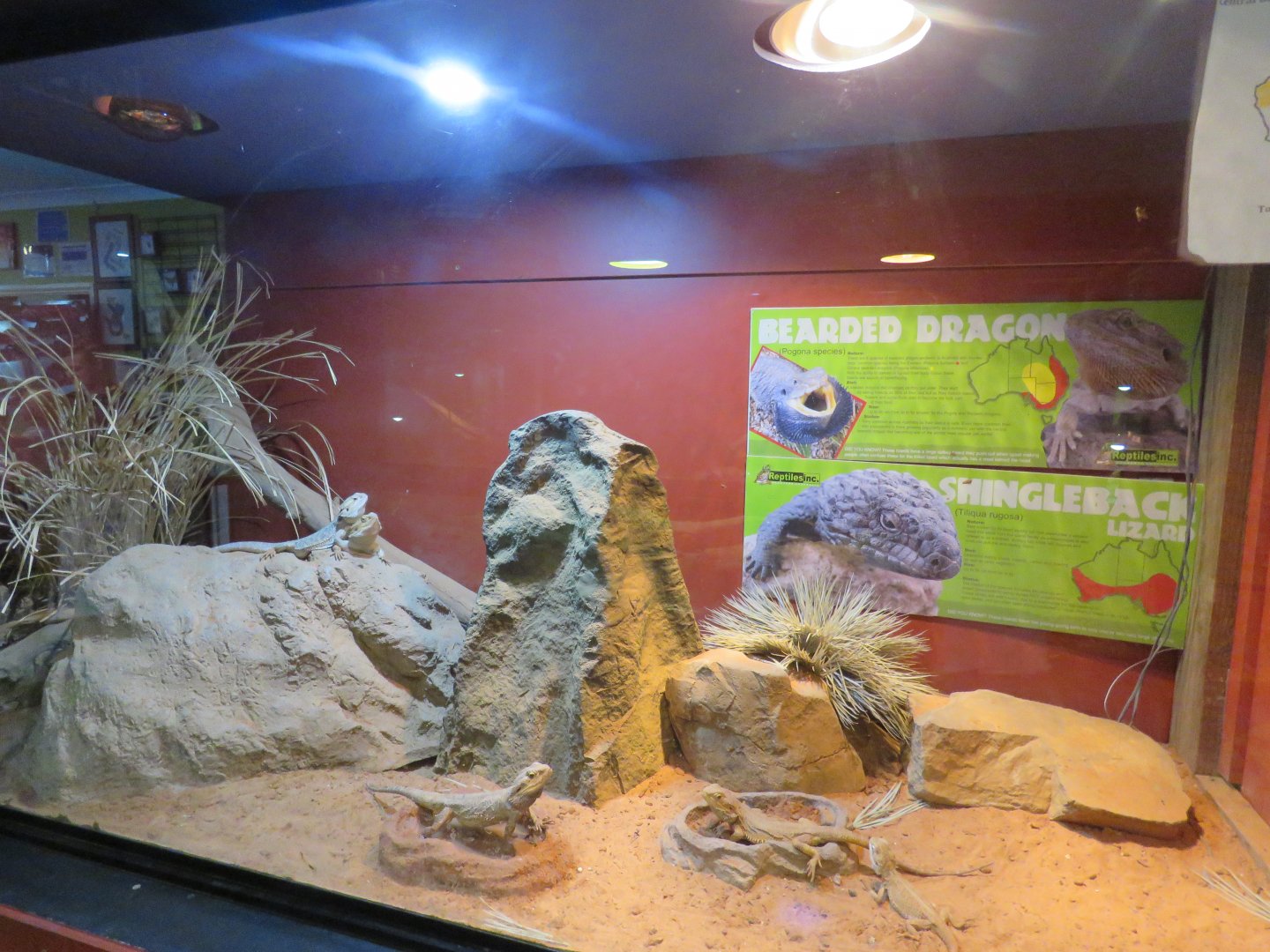 Bearded Dragon and Shingleback Exhibit