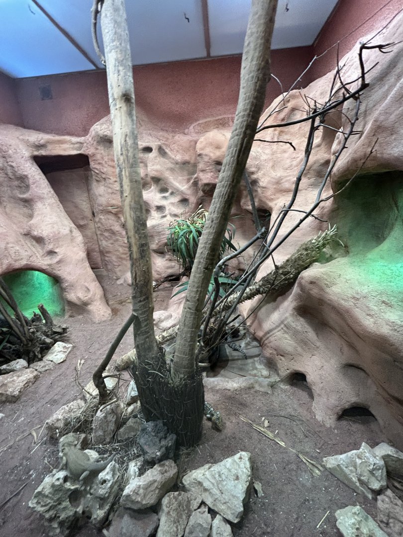 Bearded dragon and skink terrarium